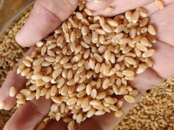 Wheat Seeds