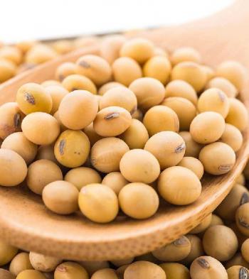 Conventional Soybean
