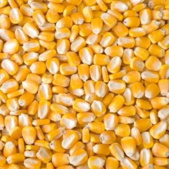 Maize