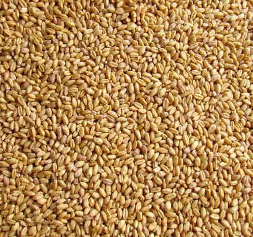 Lokwan Wheat Seeds