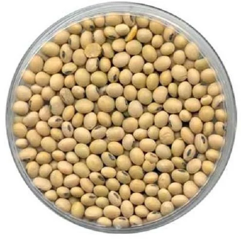 GS335 Soybean Seeds