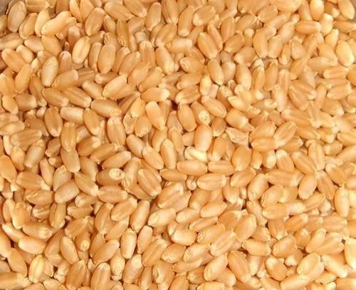 Sortex Wheat