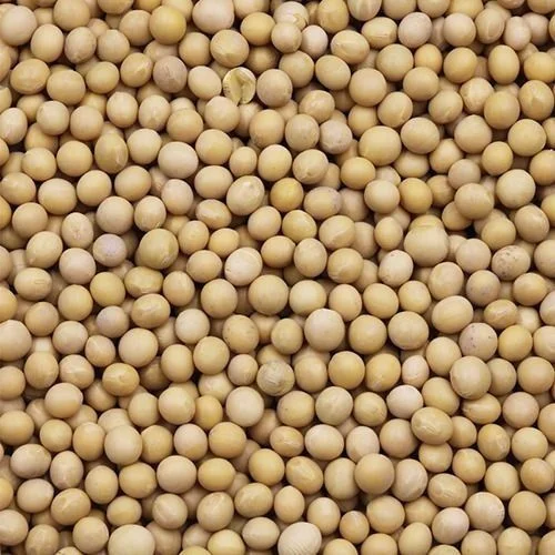 Soybean Grain