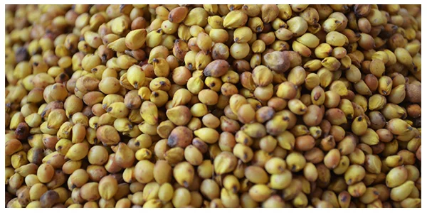 Jowar Seeds