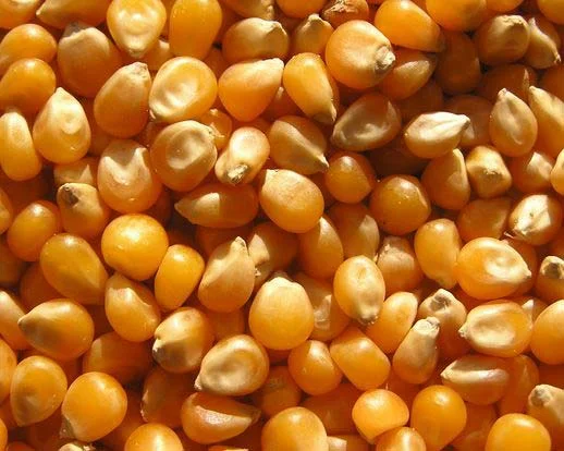 Maize Seeds