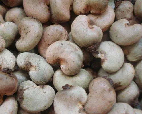 Raw Cashew Nuts