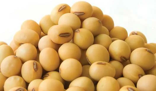 Soybean Seeds