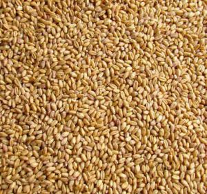 Lokwan Wheat Seeds