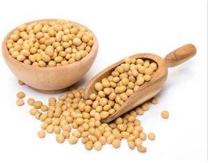 9560 Soybean Seeds