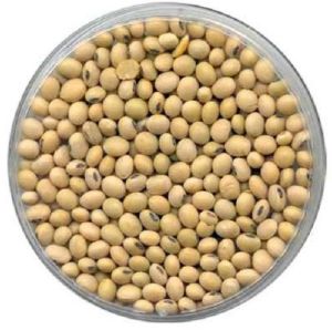GS335 Soybean Seeds