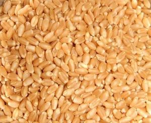 Sortex Wheat