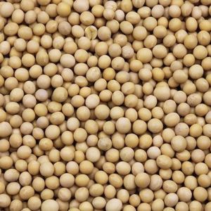 Soybean Grain