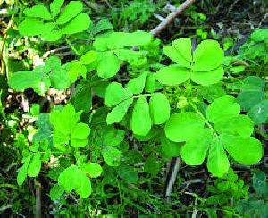 Fresh Cassia Tora Leaves
