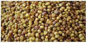 Jowar Seeds