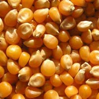Maize Seeds