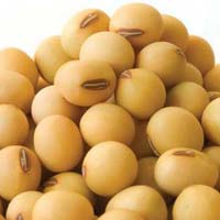 Soybean Seeds
