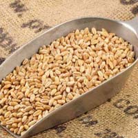 Wheat Seeds