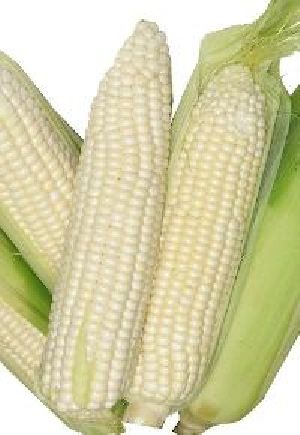 White Maize