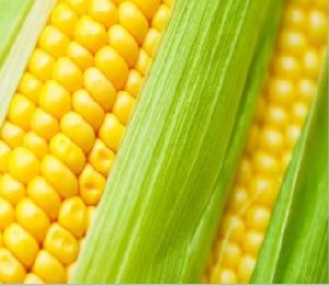 Yellow Maize